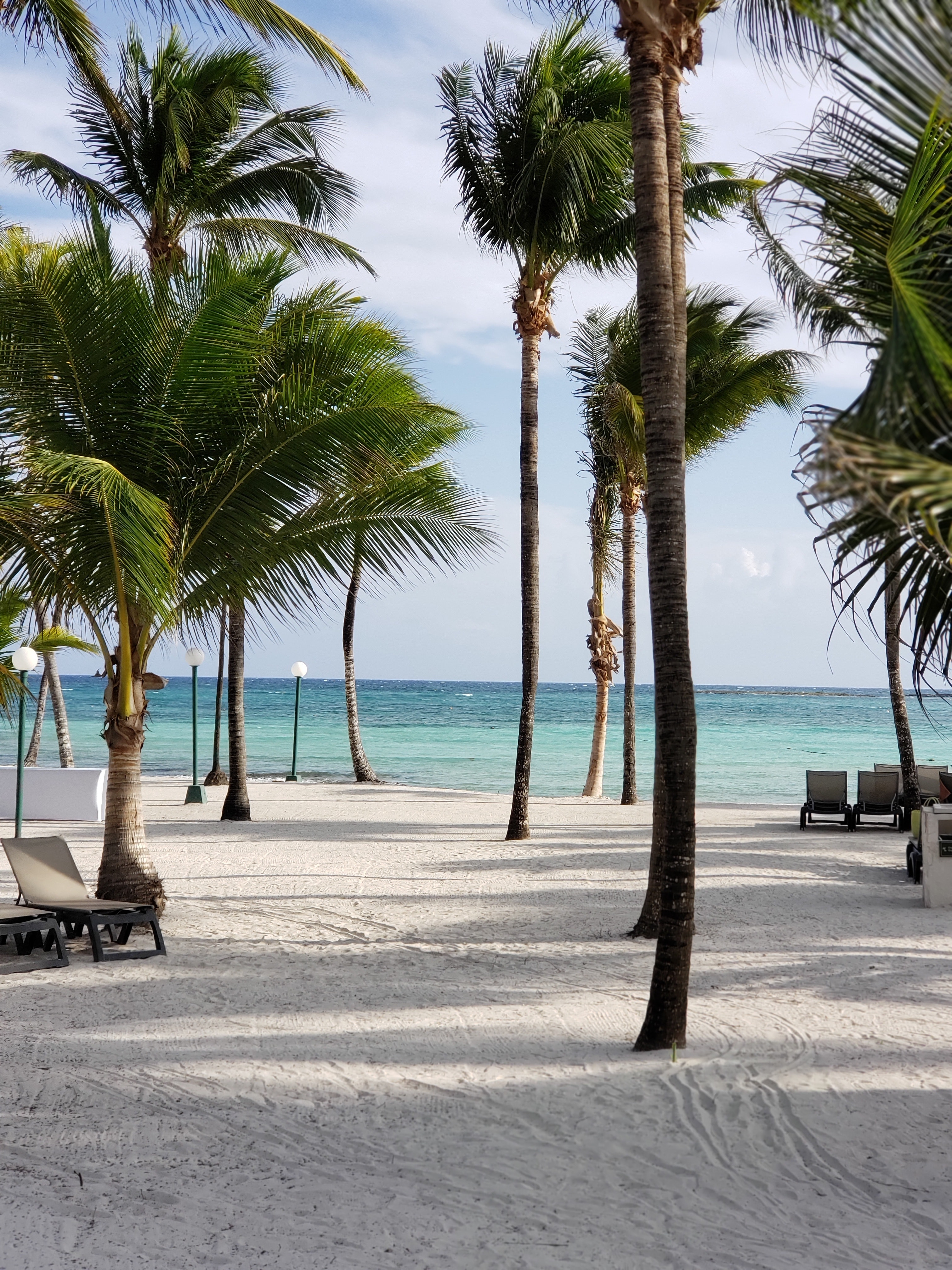 Palm trees in Cancun